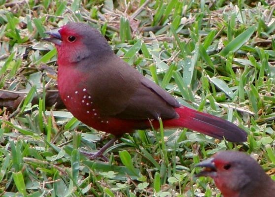 African (blue-billed) firefinch, a common African bird occurring in thickets in woodland, savanna and riverine scrub.