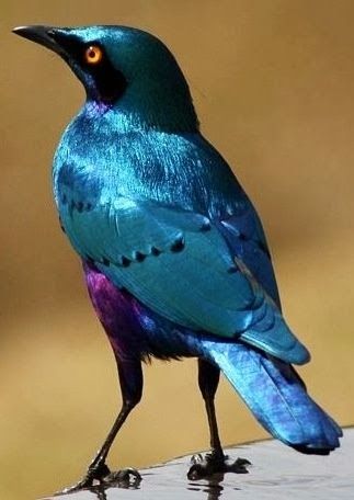 Greater Blue-eared Glossy Starling from Africa