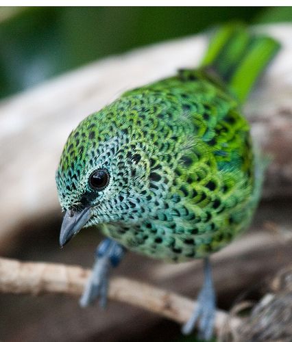 Spotted Tanager.