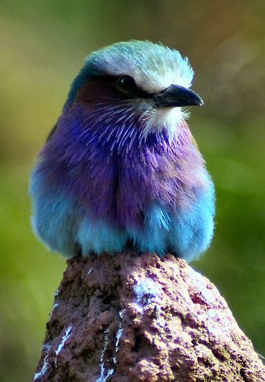 Pretty Little Bird 2 (Lilac Fronted Roller) by Yampimon