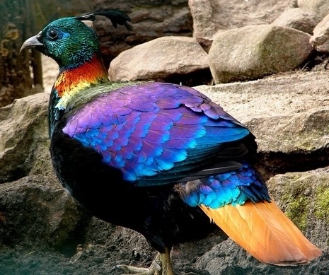 Himalayan Monal bird