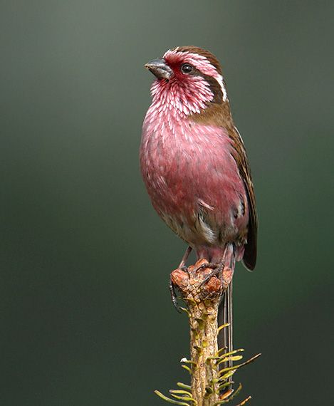 white-browed rose finch