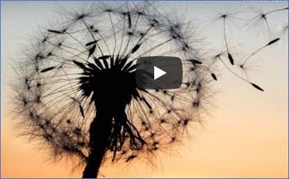 Dandelion seeds starting to spread illustrate God's wondrous creation A photo of dandelion seeds starting to spread to illustrate God's wondrous creation