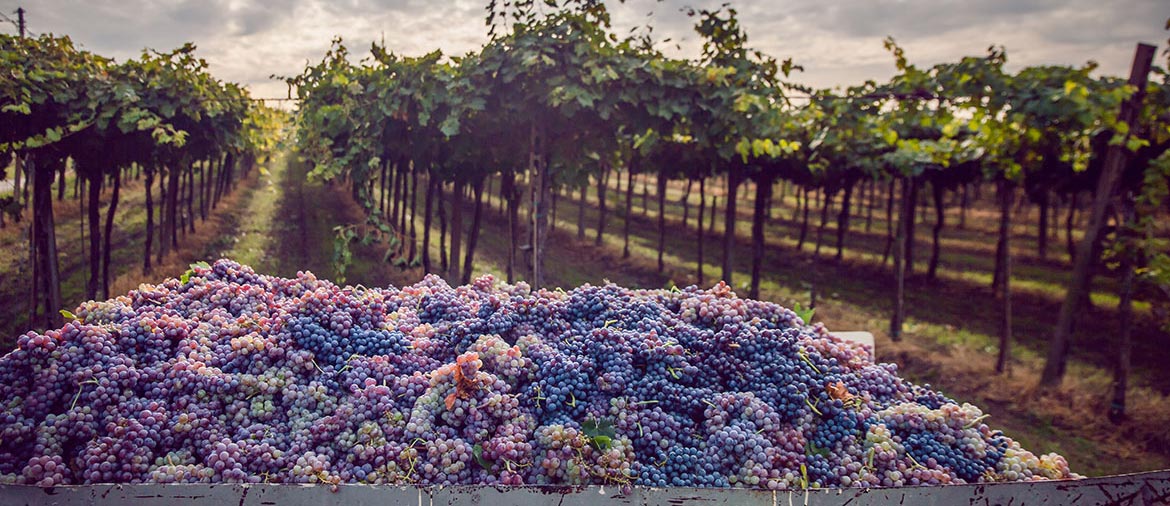 「Napa Valley」の画像検索結果