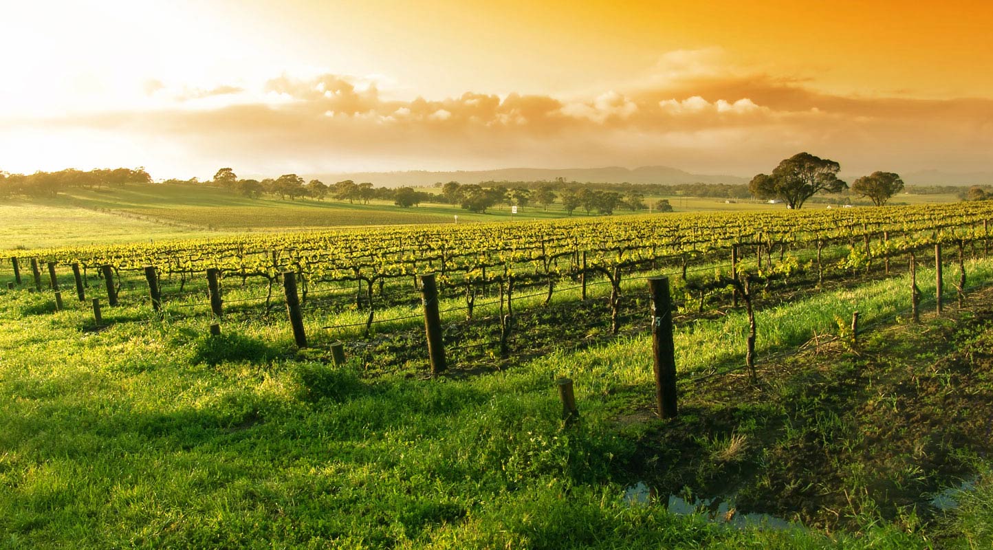 「NAPA VALLEY」の画像検索結果