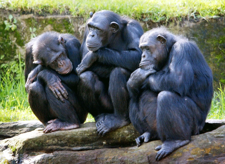 chimpanzee에 대한 이미지 검색결과