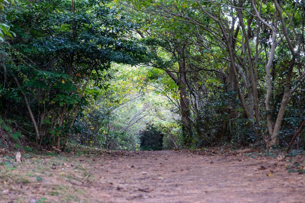 함덕 바다와 한라산을 품다, 서우봉12