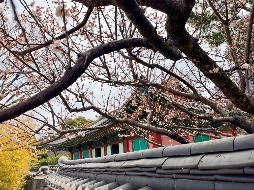 제주에 봄이 온다 : 관덕정 그리고 제주목관아3