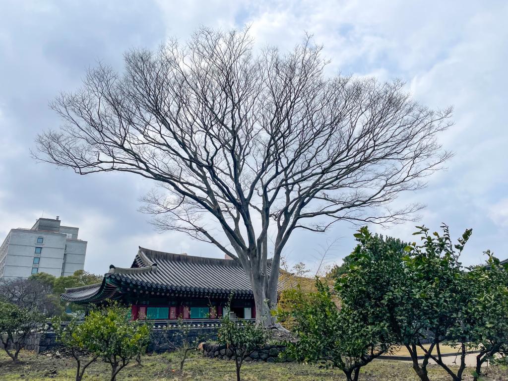 제주에 봄이 온다 : 관덕정 그리고 제주목관아6