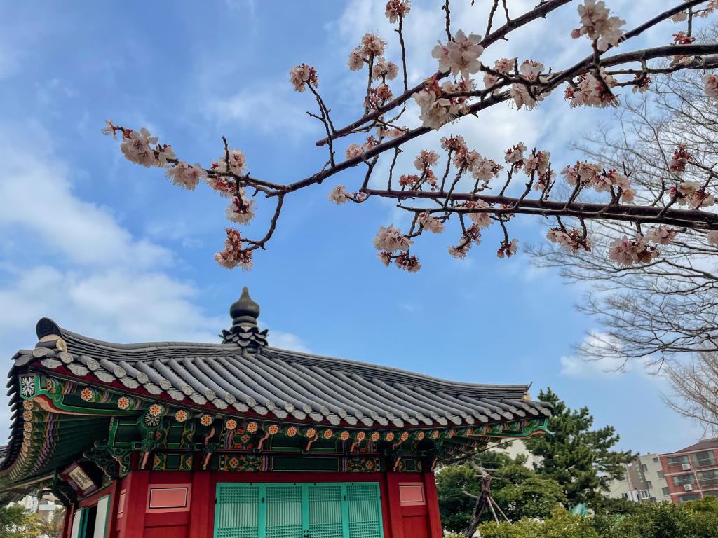 제주에 봄이 온다 : 관덕정 그리고 제주목관아20