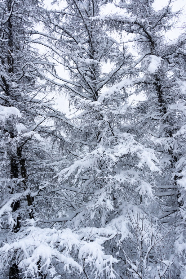 최고의 설경을 만나려면 ... 선자령(仙子嶺)으로~1