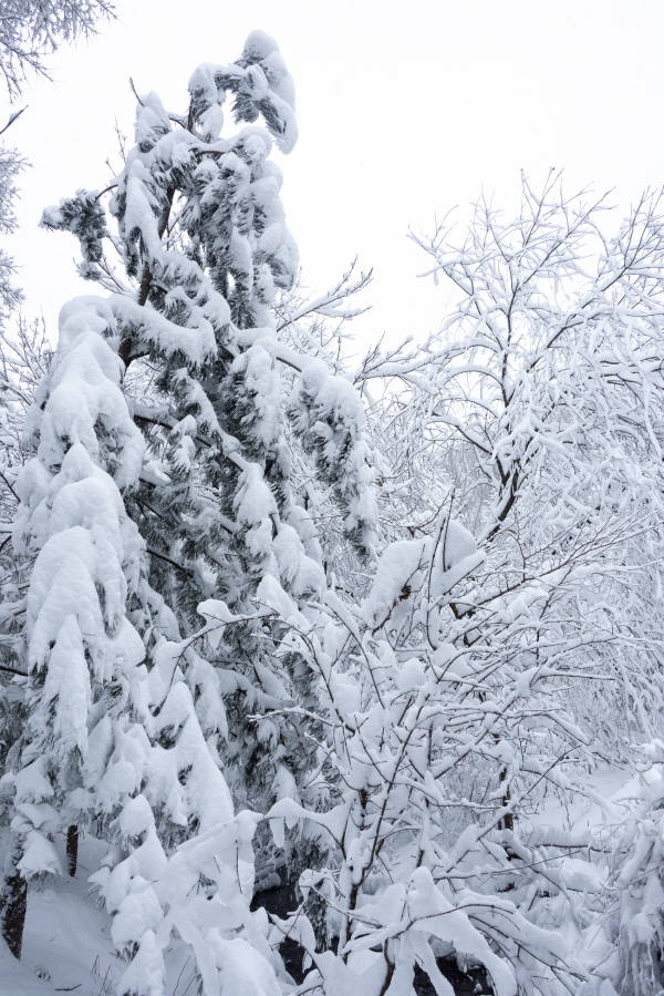 최고의 설경을 만나려면 ... 선자령(仙子嶺)으로~21