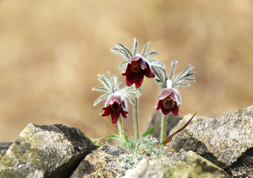 할미꽃 이미지 – 찾아보기 498 스톡 사진, 벡터 및 비디오 | Adobe Stock