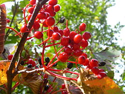 Viburnum dilatatum.jpg