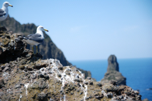 독도 獨島 竹島 たけしま Seagulls on Dokdo
