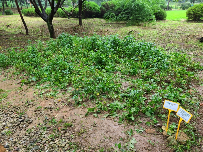 실험목장 AGIT 공간실험 개인프로젝트 ‘실험가’는 수원시와 수원문화재단이 주최하는 2020 문화특화지역 조성사업이다. 사진은 탑동농장 내 마련된 쪽 재배텃밭 (사진=신연경 기자)