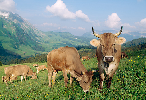 Brown Swiss Cows Grazing In Hillside Pasture By Mountain ...