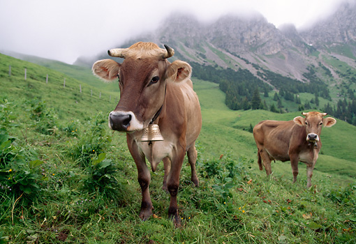 Two Brown Swiss Cows Standing In Field By Mountains Switzerland ...