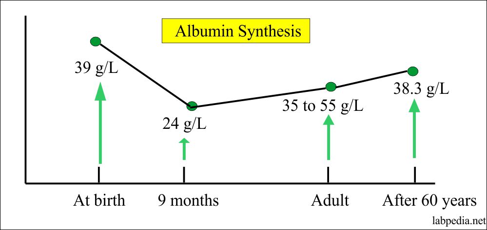 albumin synthesis albumin synthesis
