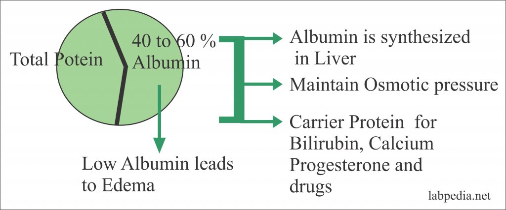 albumin and protein ratio albumin and protein ratio