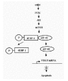 Figure 2. Diagram adapted from Bachelder RE, Ribick MJ, Marchetti A et al.