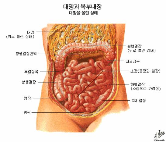 내장 기관 이미지 검색결과