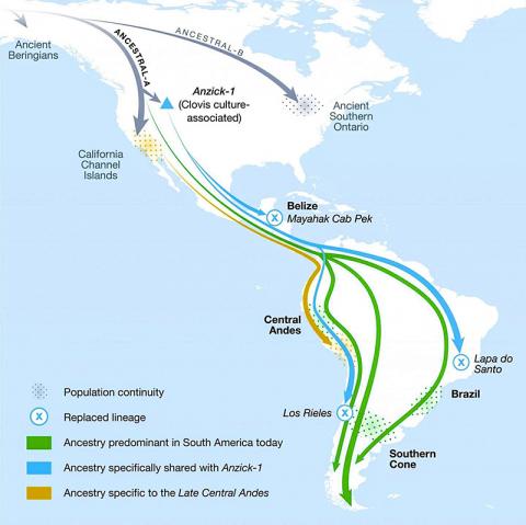 이번 연구에서 논의된 미주대륙에서의 인구 이동을 보여주는 그래픽. 베링해를 건너온 일군의 클로비스 문화인들이 중남미 초기인들의 조상이 됐으나 이들은 이후 다른 혈통으로 교체됐다. CREDIT: Graphic: Michelle O'Reilly; Posth, Nakatsuka et al. 2018. Reconstructing the Deep Population History of Central and South America. Cell.