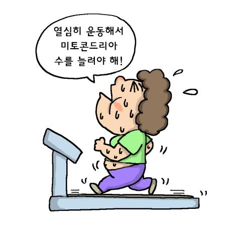 미토콘드리아 수가 많을수록 많이 먹어도 상대적으로 살이 덜 찐다.ⓒ윤상석
