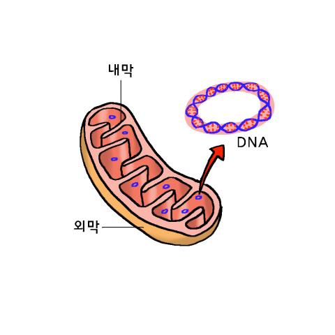 미토콘드리아는 핵을 제외한 세포 기관 중 유일하게 자신만의 DNA를 갖는다.ⓒ윤상석