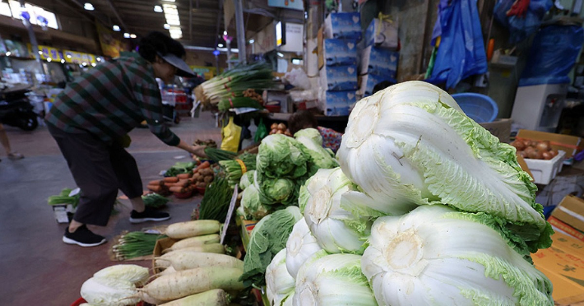 자꾸 오르는 배춧값 '7천원 돌파'…밥상물가 비상[노컷네컷]