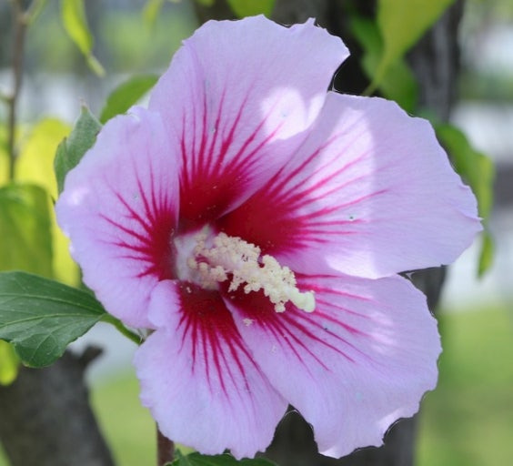 철보다 강한 꽃