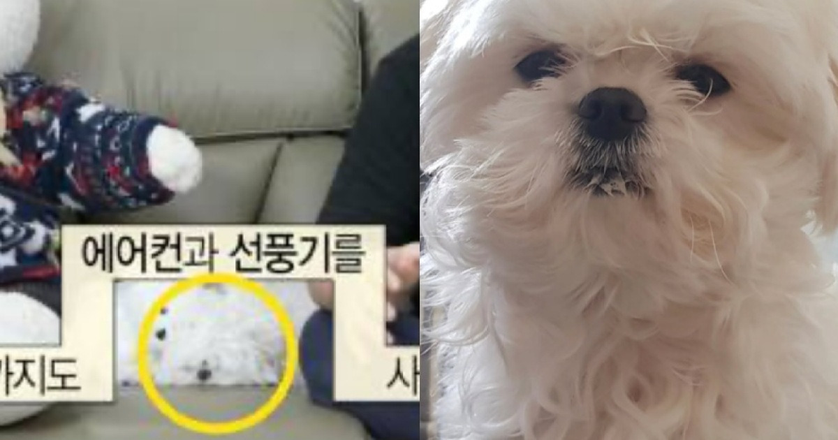 '나혼산' 자막도 비껴간 꽃분이, 무지개 다리 소식에 '재조명'[스타이슈]