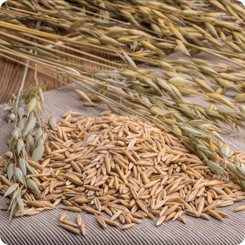 귀리 효능 5가지 과학적 비밀! '곡물의 왕' 베타글루칸의 놀라운 작용 - 헬스뷰티