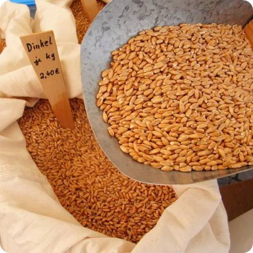 카무트 효능 5가지 과학적 진실! 왕의 곡물이 혈당과 다이어트에 미치는 영향 - 헬스뷰티