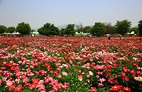 컨텐츠 이미지