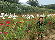 백일홍 축제장