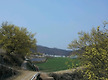의성산수유꽃..