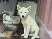 익산강아지