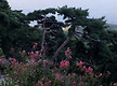 大雲寺의 소경