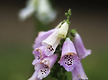 Foxglove ..
