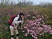 소백산 철쭉 ..