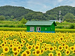 호로구루해바..