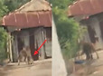 평택 길거리 돌아다니며 '길고양이' 싹 다 잡아먹고 있는 '무시무시'한 동물의 정체 | 인스티즈