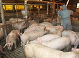 파주서 돼지 전량 수매·살처분 하는데…동물단체 애완용 돼지 반출