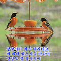 '출석합니다 ^^' 글에 포함된 이미지