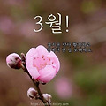 '이쁜봄이 ᆢ편안하세' 글에 포함된 이미지