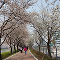 '안양천 벗꽃길에서출' 글에 포함된 이미지