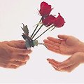'수요일엔 빨간장미를~' 글에 포함된 이미지