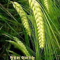 '비가 온 후 햇살 밝아' 글에 포함된 이미지
