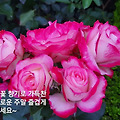 '.' 글에 포함된 이미지